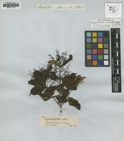 Calyptranthes multiflora Poepp. ex O.Berg
