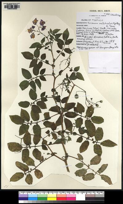 Solanum matehualae Hjert. & T.R.Tarn