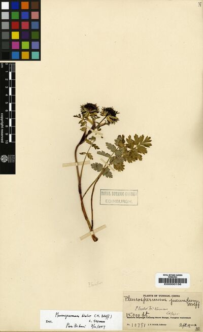 Pleurospermum bicolor (Franch.) C.Norman ex Z.H.Pan & M.F.Watson