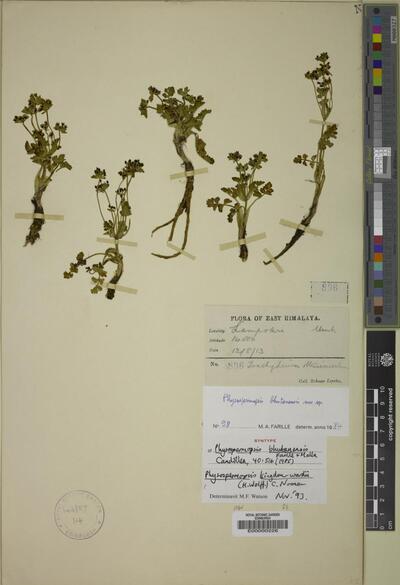 Physospermopsis kingdon-wardii (H.Wolff) C.Norman