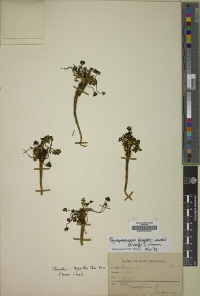 Physospermopsis kingdon-wardii (H.Wolff) C.Norman