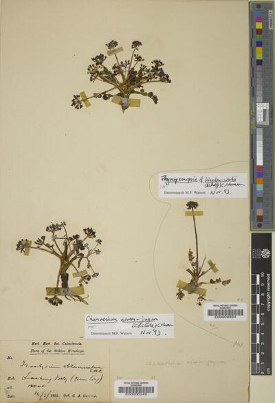 Chamaesium novemjugum (C.B.Clarke) C.Norman