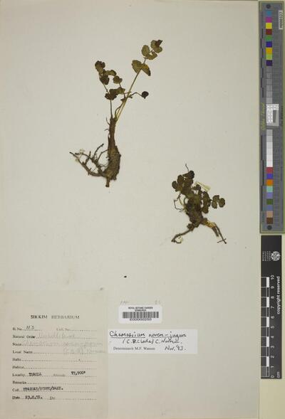Chamaesium novemjugum (C.B.Clarke) C.Norman