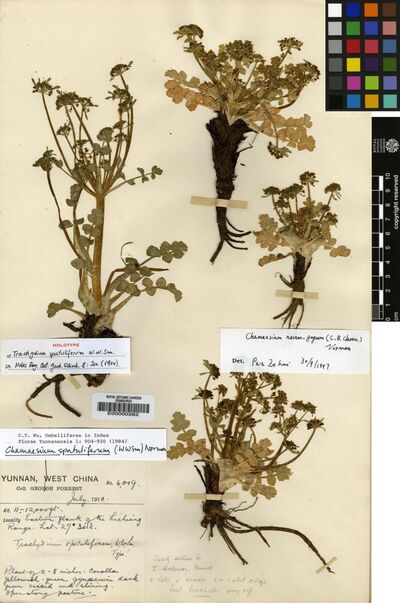 Chamaesium spatuliferum (W.W.Sm.) C.Norman