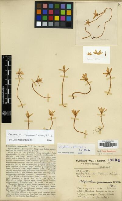 Exacum paucisquamum (C. B. Clarke) Klack.