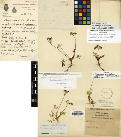Sinocarum pulchellum C.Norman & M.F.Watson