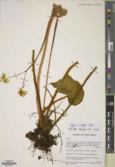 Begonia urophylla Hook.
