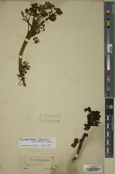 Pleurospermopsis sikkimensis (C.B.Clarke) C.Norman