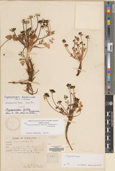 Physospermopsis obtusiuscula (DC.) C.Norman