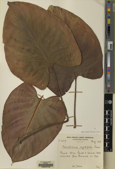 Homalomena sagittifolia