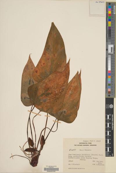 Homalomena griffithii (Schott) Hook.f.