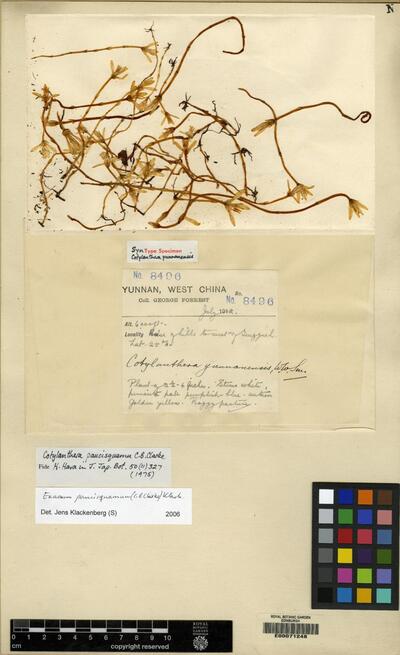 Exacum paucisquamum (C. B. Clarke) Klack.