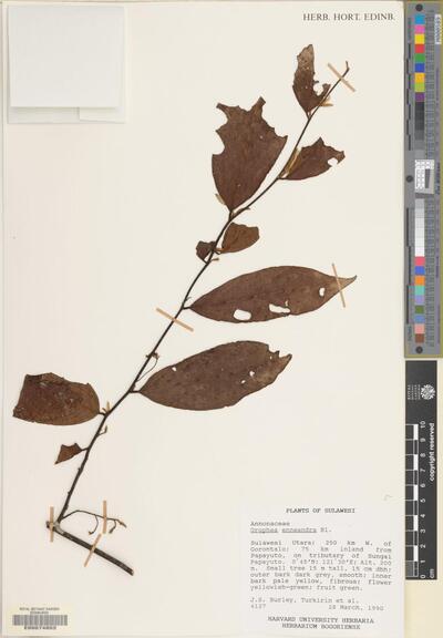 Orophea enneandra Blume