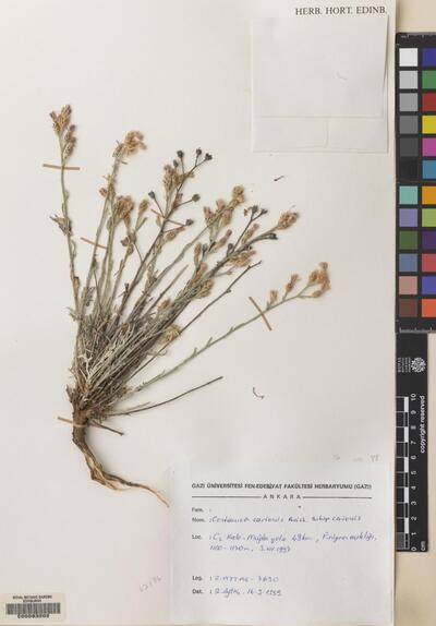 Centaurea cariensis subsp. cariensis