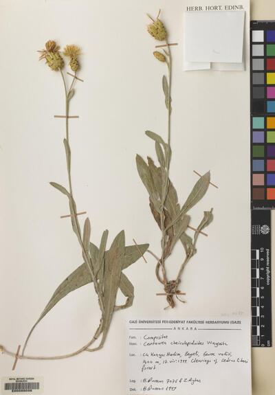 Centaurea cheirolepidoides Wagenitz