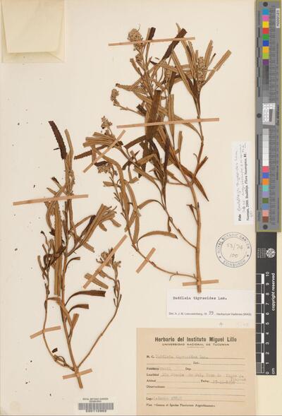Buddleja thyrsoides subsp. angusticarpa E.M.Norman & L.B.Sm.