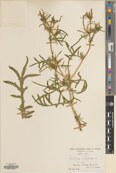 Centaurea calcitrapa L.