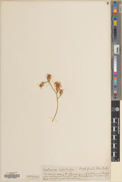 Centaurea calcitrapa L.