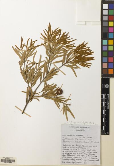 Afrocarpus falcatus (Thunb.) C.N.Page