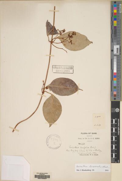 Genianthus bicorronatus Klack.