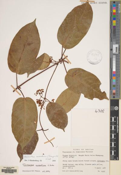 Genianthus aurantiacus (Tsiang & Li) Klack.