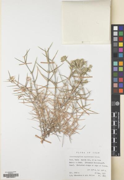 Acanthophyllum squarrosum Boiss.