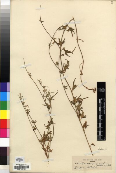 Emicocarpus fissifolius K. Schum. & Schltr.