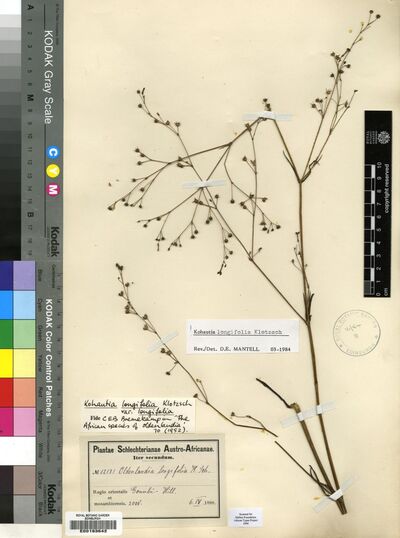 Cordylostigma longifolium (Klotzsch) Groeninckx & Dessein