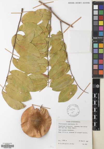 Pterocarpus angolensis DC.