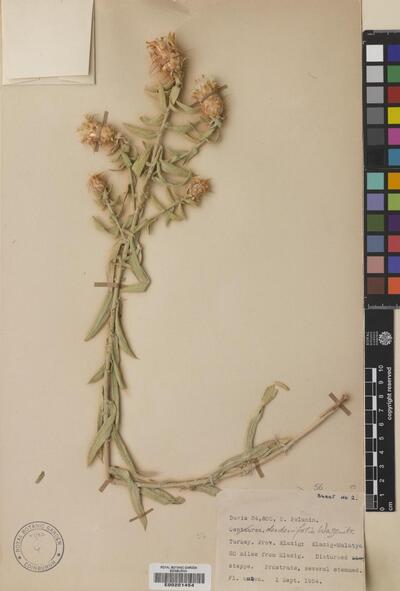 Centaurea derderiifolia Wagenitz