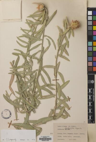 Centaurea derderiifolia Wagenitz