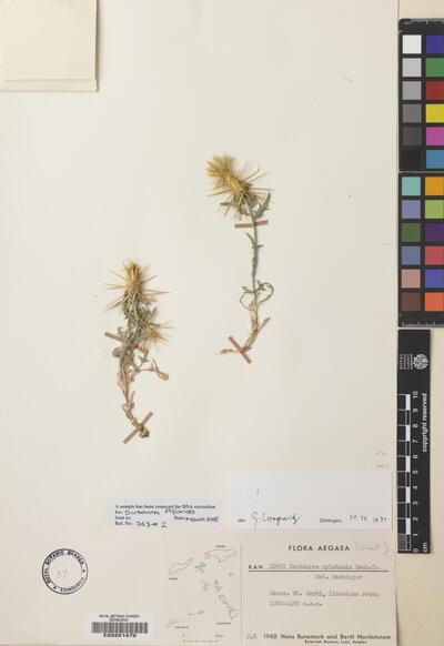 Centaurea xylobasis Rech.f.