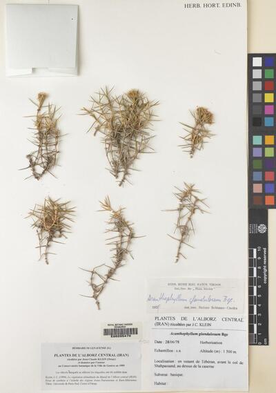 Acanthophyllum glandulosum Bunge ex Boiss.