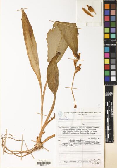 Siphonochilus kirkii (Hook.) B.L.Burtt