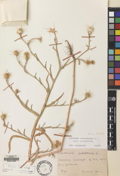 Centaurea solstitialis subsp. solstitialis