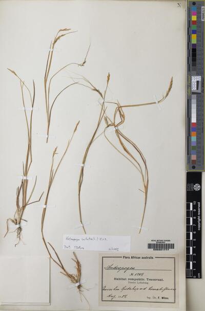 Heteropogon contortus (L.) P.Beauv. ex Roem. & Schult.