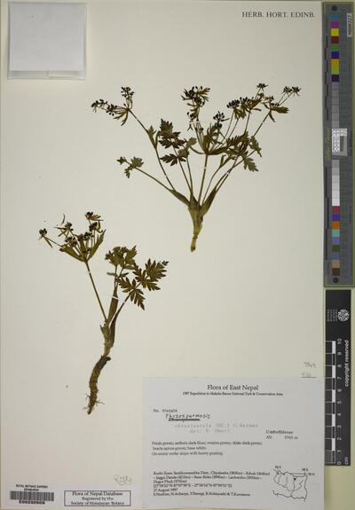 Physospermopsis obtusiuscula (DC.) C.Norman