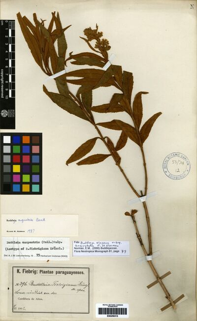 Buddleja elegans subsp. angustata E. M. Norman
