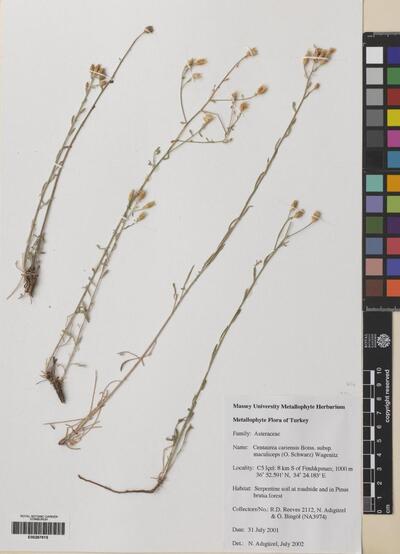 Centaurea cariensis subsp. maculiceps (O. Schwarz) Wagenitz