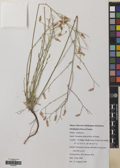 Centaurea dichroa Boiss. & Heldr.
