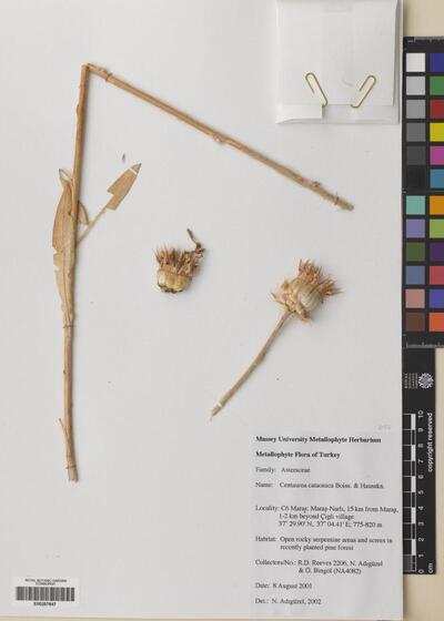 Centaurea cataonica Boiss. & Hausskn.