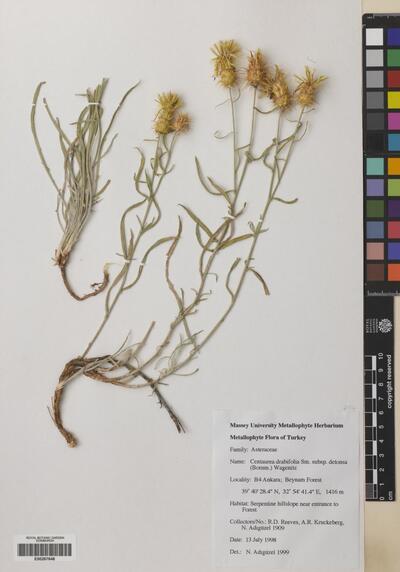 Centaurea drabifolia subsp. floccosa (Boiss.) Wagen. & Greuter