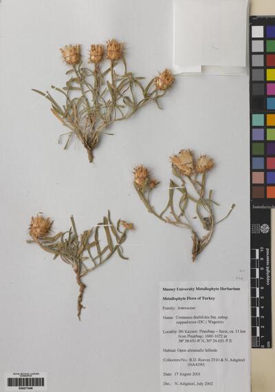 Centaurea drabifolia subsp. cappadocica (DC) Wagenitz