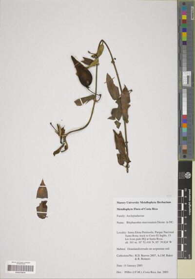 Blepharodon mucronatum (Schltdl.) Decne.