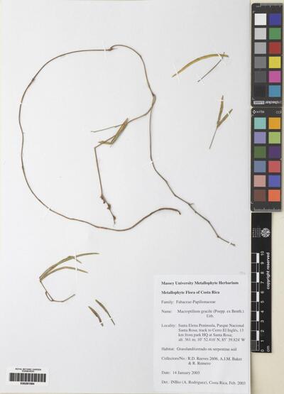 Macroptilium gracile (Poepp. ex Benth.) Urb.