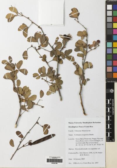 Calliandra tergemina (L.)Benth.