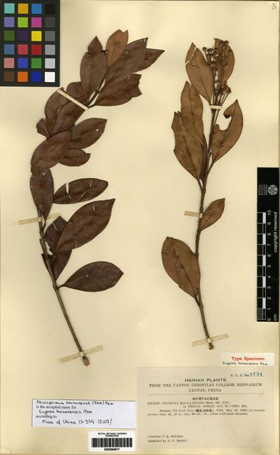 Decaspermum hainanense (Merr.) Merr.