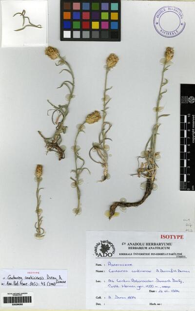 Centaurea cankiriensis A. Duran & H. Duman