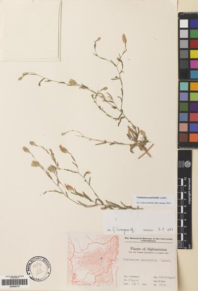 Centaurea pulchella Ledeb.