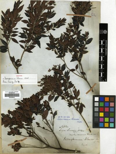 Decaspermum blancoi Vidal